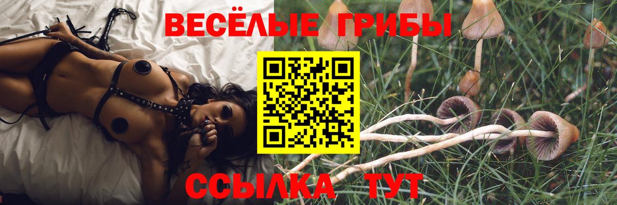Приморско-Ахтарск  где можно купить   Вход с VPN  Галлюциногенные грибы прущие грибы 